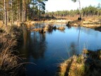 The pond on the edge of the heath area (2805)