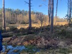 The ditch between the heath and the mire at Broadland Country Park 