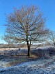 Scrub control at Buxton Heath by Norfolk Conservation Corps