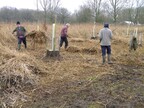 Raking up fen reed cuttings (0816)