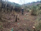 Birch regrowth being cleared