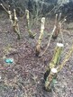 Birch stumps, some already cut low and treated