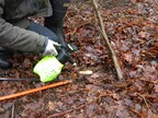 About to treat stump with herbicide