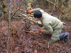 Jacky taking down a birch sapling