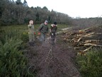 The stash of cut birch, ready for chipping