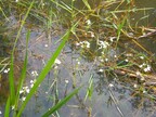 Water violet Hottonia palustris at Calthorpe Broad (2927)
