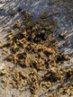 Anoplotrupes stercorosus (earth-boring scarab beetle) on horse dung 2022-10-12