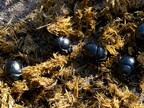 Anoplotrupes stercorosus (earth-boring scarab beetle) on horse dung 2022-10-12
