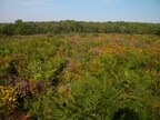 The vigorous heather at Marsh Heath