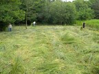 Fen-raking task at Scarning Fen by Norfolk Conservation Corps (3722)
