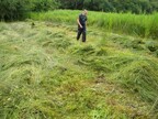 Fen-raking task at Scarning Fen by Norfolk Conservation Corps (3723)