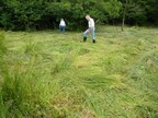Fen-raking task at Scarning Fen by Norfolk Conservation Corps (3725)