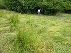 Fen-raking task at Scarning Fen by Norfolk Conservation Corps (3727)