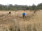 Billy, Ian and Nigel cutting and raking reeds (1478)