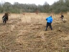 Billy, Ian and Nigel cutting and raking reeds (1481)