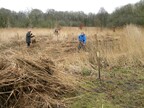 Billy, Ian and Nigel cutting and raking reeds (1488)