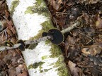 Turkey-tail fungus Trametes versicolor on poplar twig (3400)