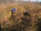 Invading birch saplings being coppiced at Deadman's Hill 2026-01-18 (4537)