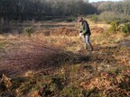 Steve treating birch stumps at Deadman's Hill 2026-01-18 (4540)
