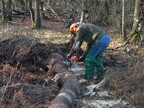 Billy processing fallen Scots pine at Deadman's Hill 2026-01-18 (4545)