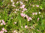 Bog pimpernel Anagallis tenella near Deadman’s Hill
