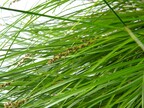 Greater tussock sedge Carex paniculata at Calthorpe Broad (2925)