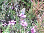 Silver-studded blue Plebejus argus at Broadland Country Park 2025-07-06