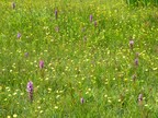 Southern marsh orchid Dactylorhiza praetermissa and lesser spearwort Ranunculus flammula near Deadman’s Hill