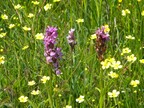 Southern marsh orchid Dactylorhiza praetermissa and lesser spearwort Ranunculus flammula near Deadman’s Hill