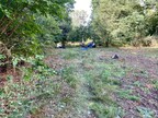 Ride at Swannington-Upgate Common after bracken clearing (c) J. Girling