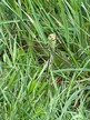 Emperor dragonfly Anax imperator at Foxley Wood 2022-05-22 (3057)