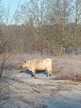 White Park cow at Buxton Heath (c) Jackie Grzeskowiak