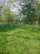 Foxley Wood, Norfolk, bluebells 2025-04-27 (c) J Grzeskowiak