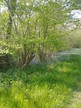 Foxley Wood, Norfolk, bluebells 2025-04-27 (c) J Grzeskowiak