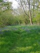 Foxley Wood, Norfolk, bluebells 2025-04-27 (c) J Grzeskowiak