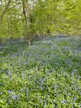 Foxley Wood, Norfolk, bluebells 2025-04-27 (c) J Grzeskowiak