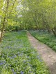 Foxley Wood, Norfolk, bluebells 2025-04-27 (c) J Grzeskowiak