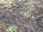 Stumps treated with dyed herbicide on the islands at Pensthorpe