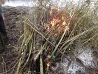 Brash fire on nesting islands at Pensthorpe