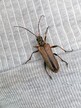 Longhorn beetle Stenocorus meridianus at Foxley Wood 2022-05-22 
