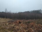 Coppicing at Swanton Novers by Norfolk Conservation Corps