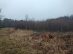 Coppicing at Swanton Novers by Norfolk Conservation Corps