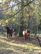 The ponies near Norfolk  Conservation Corps task at Upgate
