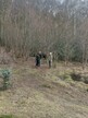 Alder stumps after clearance, Swannington Upgate 2026-03-22