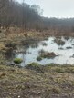 The bog pond with invading alders removed (see the stumps!), Swannington Upgate 2026-03-22