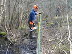 Steve and Dave removing alder, Swannington Upgate 2026-03-22
